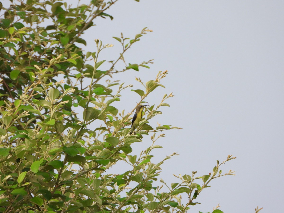 Purple Sunbird - ML642047755