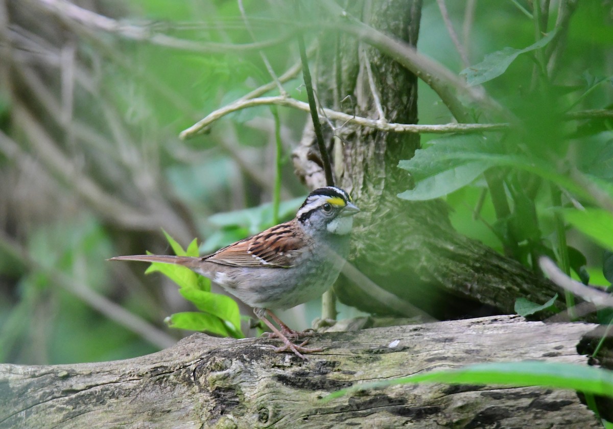 White-throated Sparrow - ML642047756