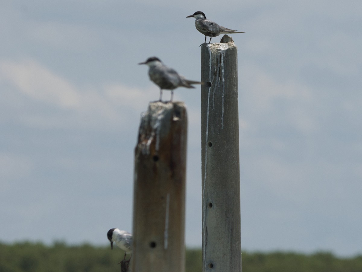 Whiskered Tern - ML642047757