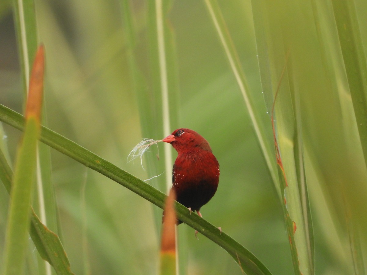 Bengali rouge - ML642047769