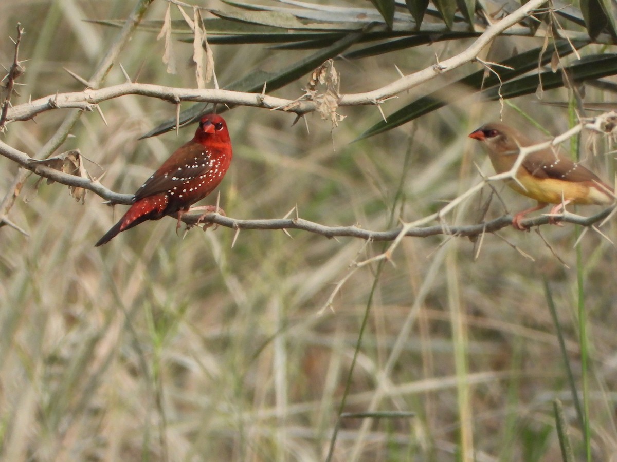 Bengali rouge - ML642047772