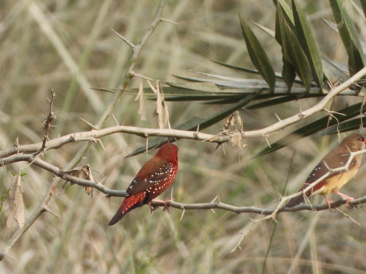 Bengali rouge - ML642047773