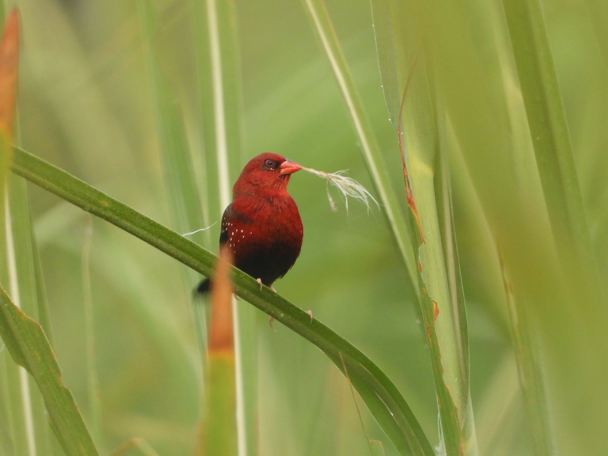 Bengali rouge - ML642047774
