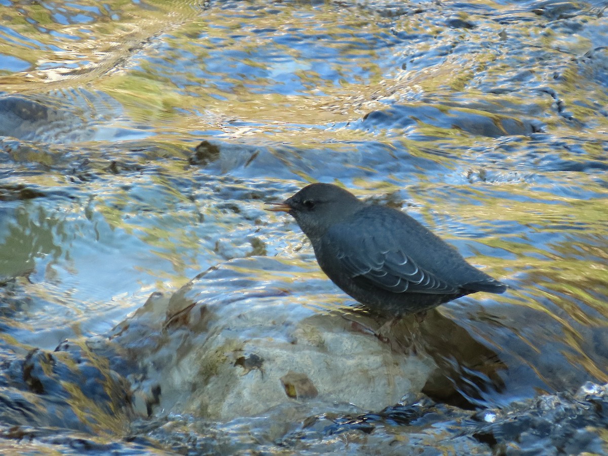 אמודאי אמריקני - ML642047777
