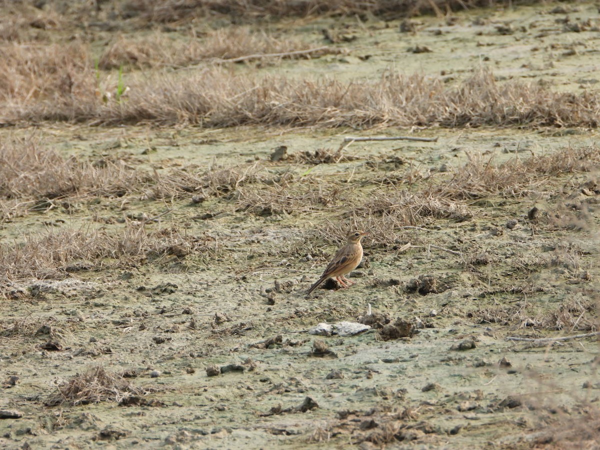 Pipit rousset - ML642047782