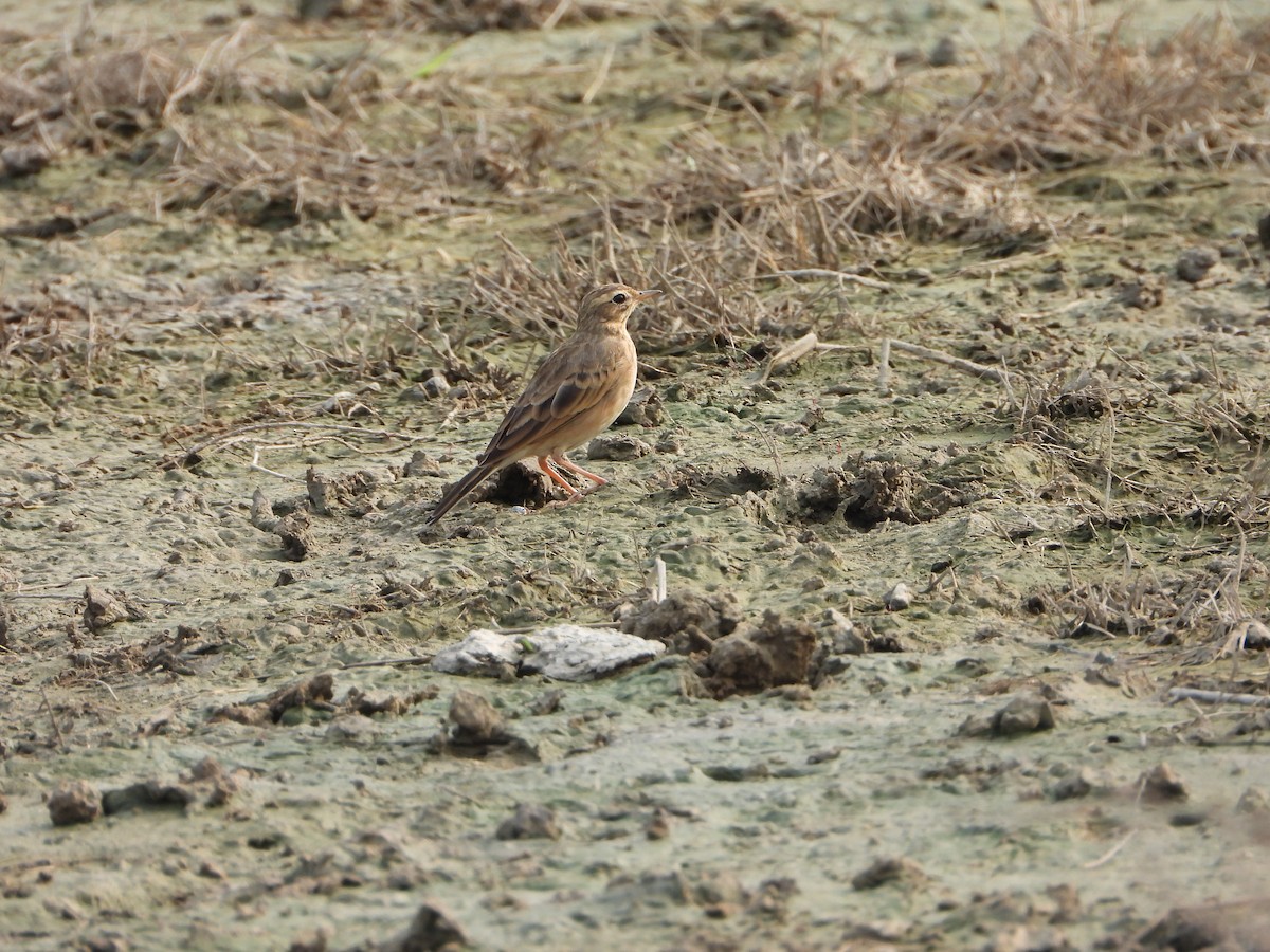 Pipit rousset - ML642047783