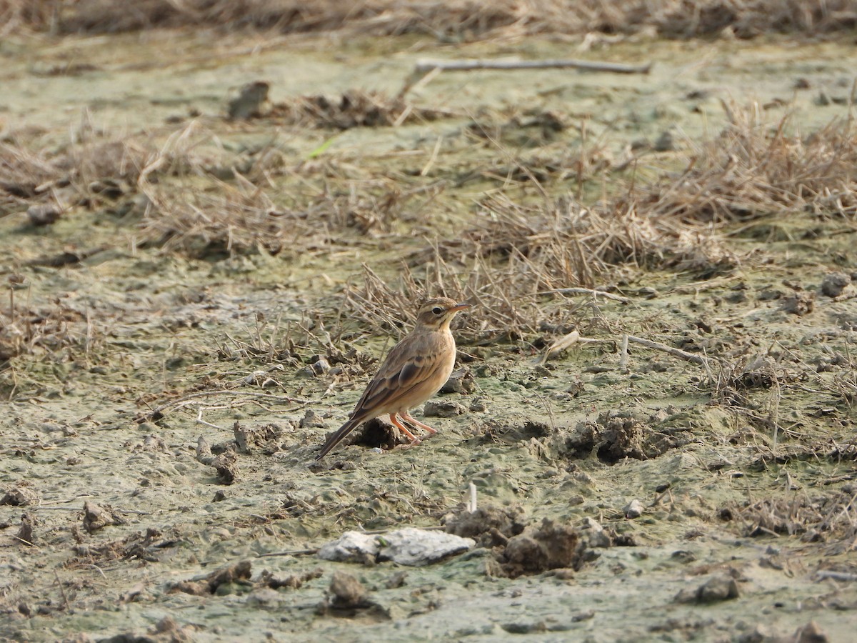 Pipit rousset - ML642047784