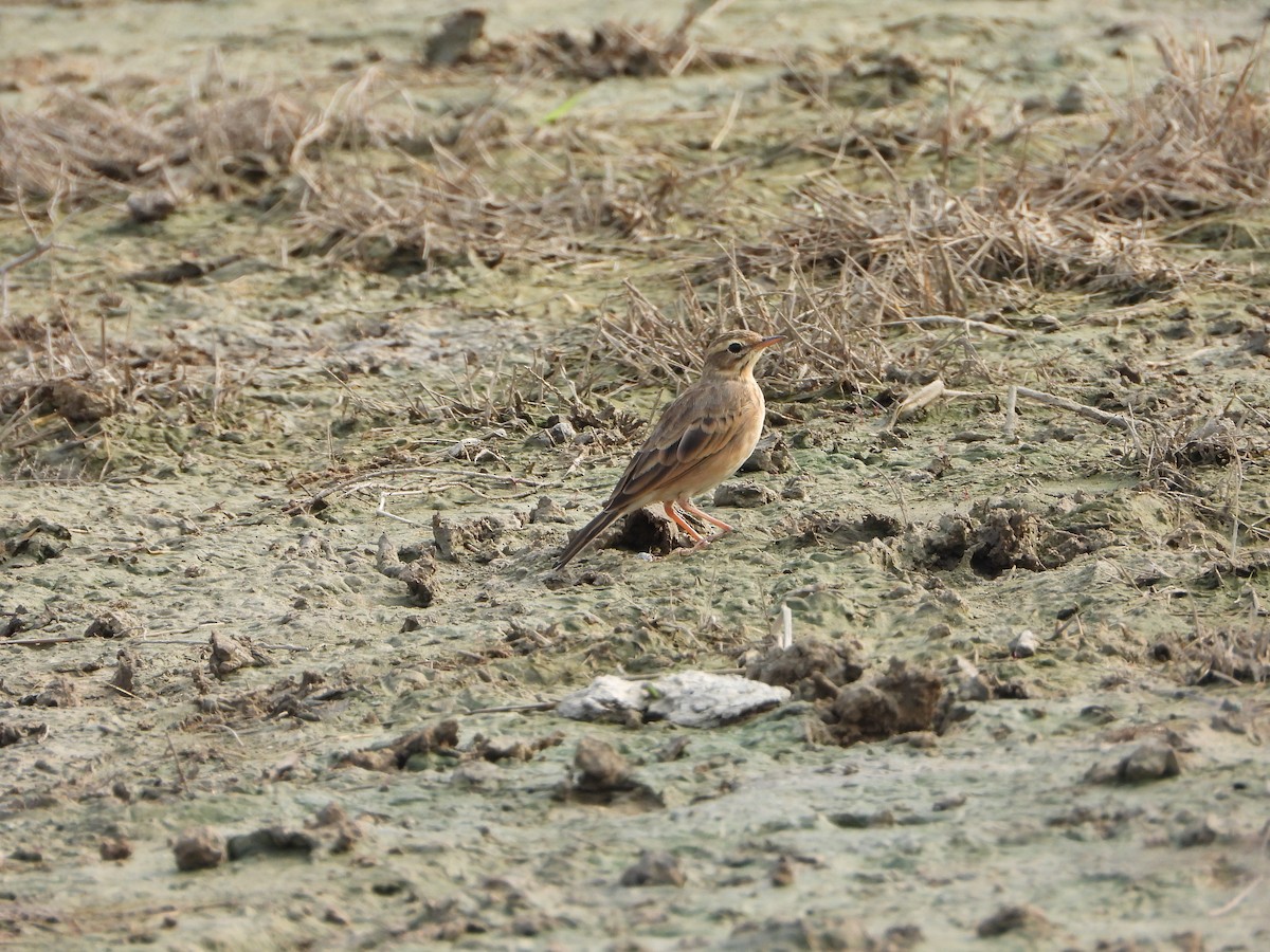 Pipit rousset - ML642047785