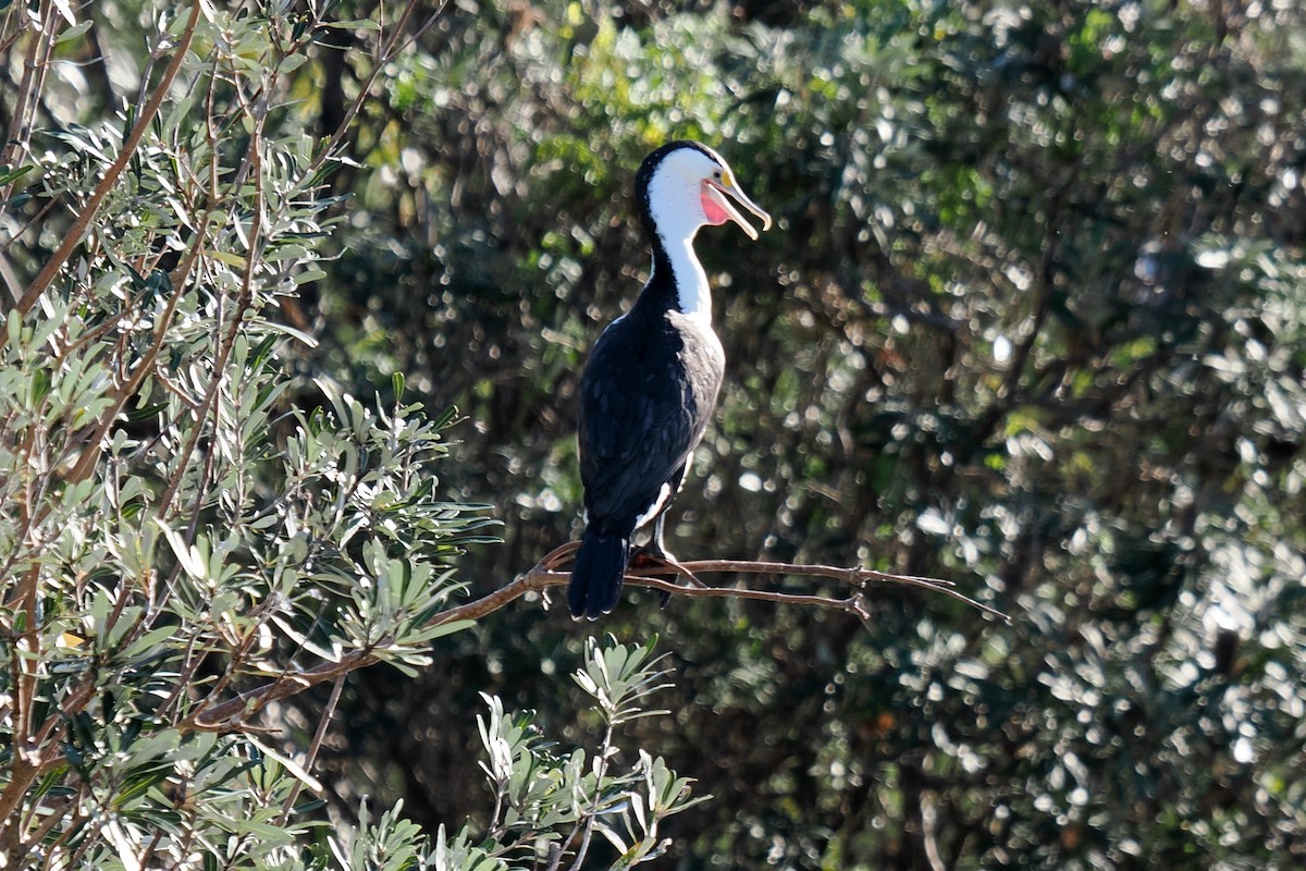 Cormoran varié - ML642047806