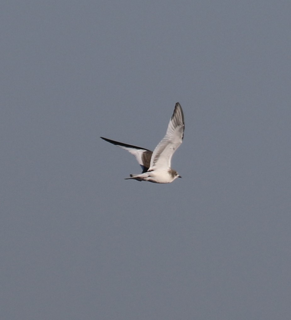 Mouette de Sabine - ML642047808