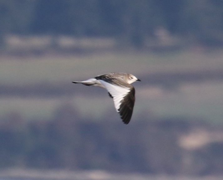 Sabine's Gull - ML642047813