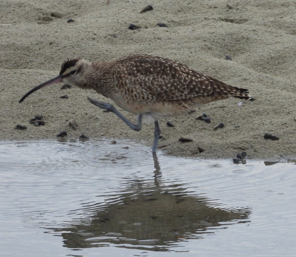 Whimbrel - ML642047814