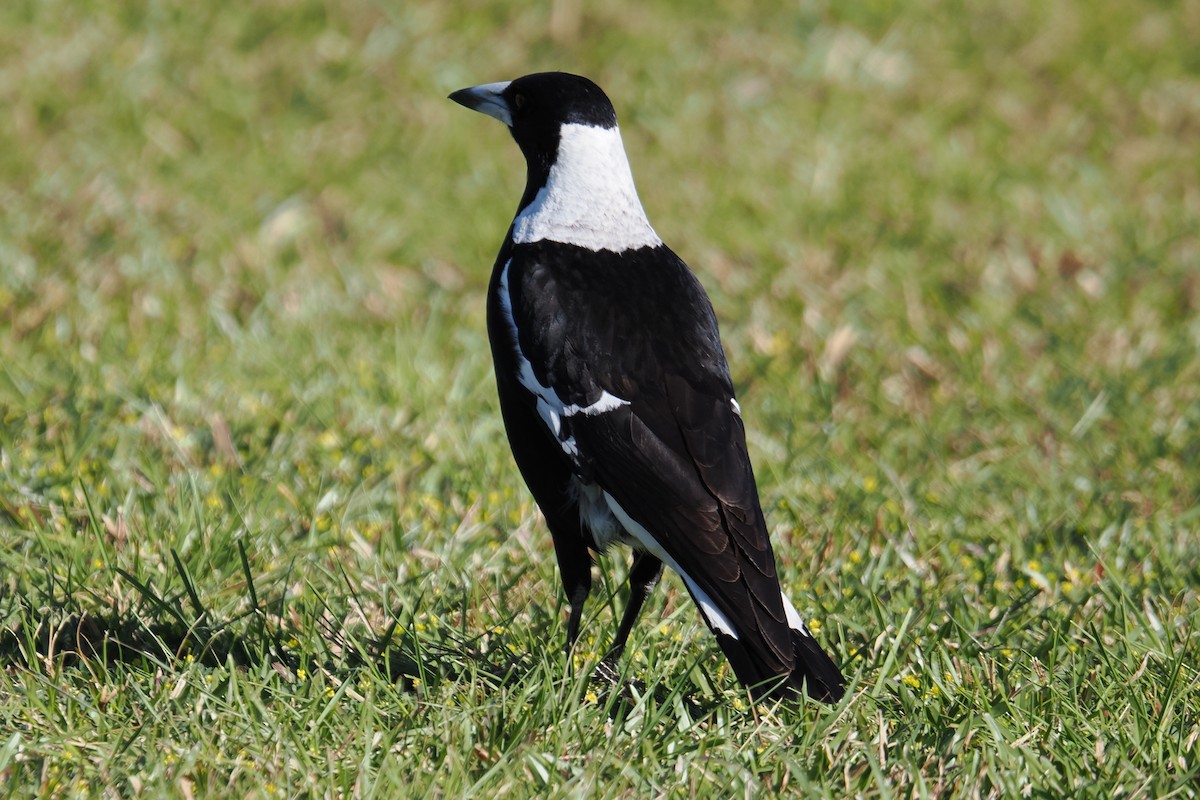 Australian Magpie - ML642047815