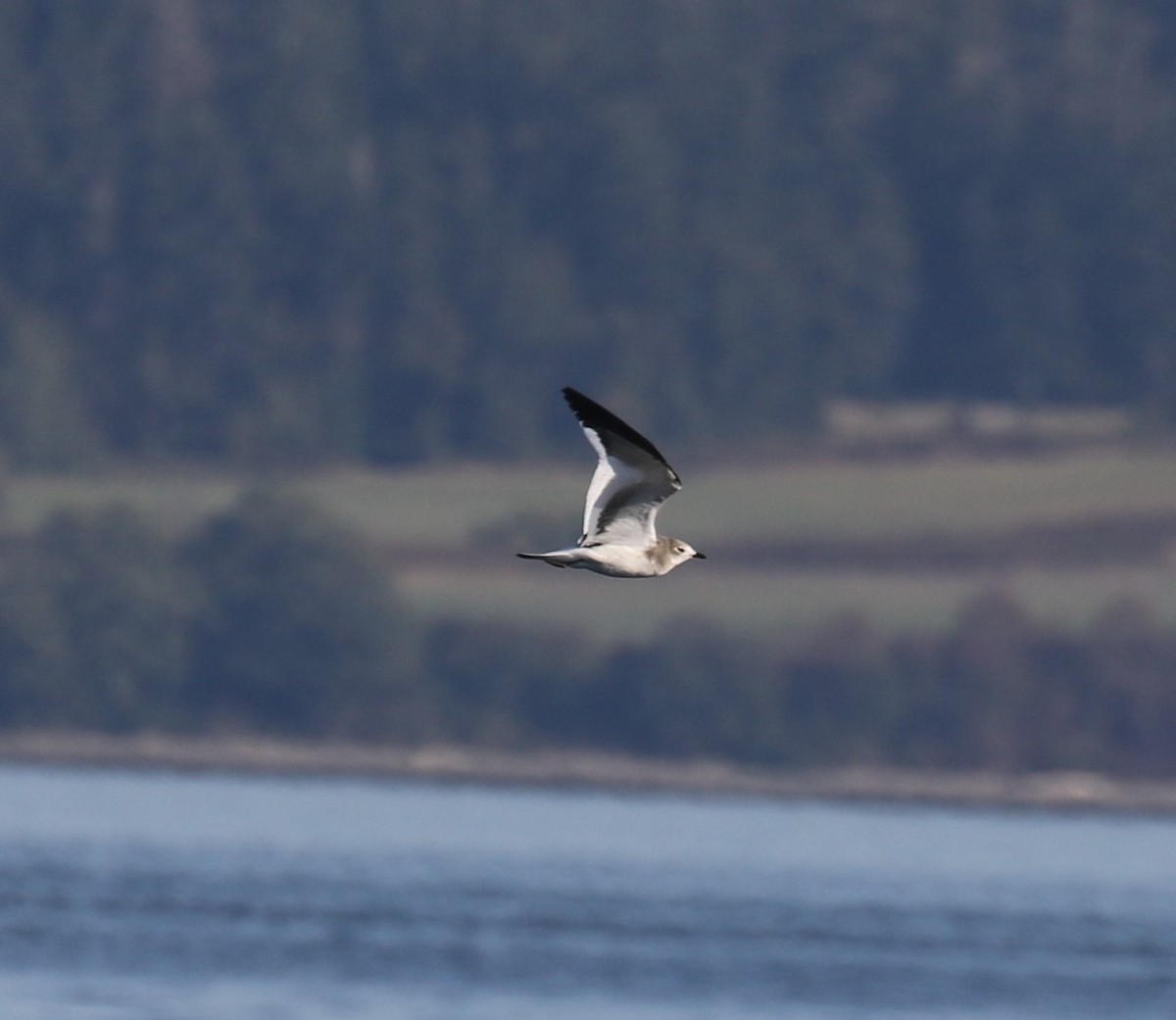 Sabine's Gull - ML642047816
