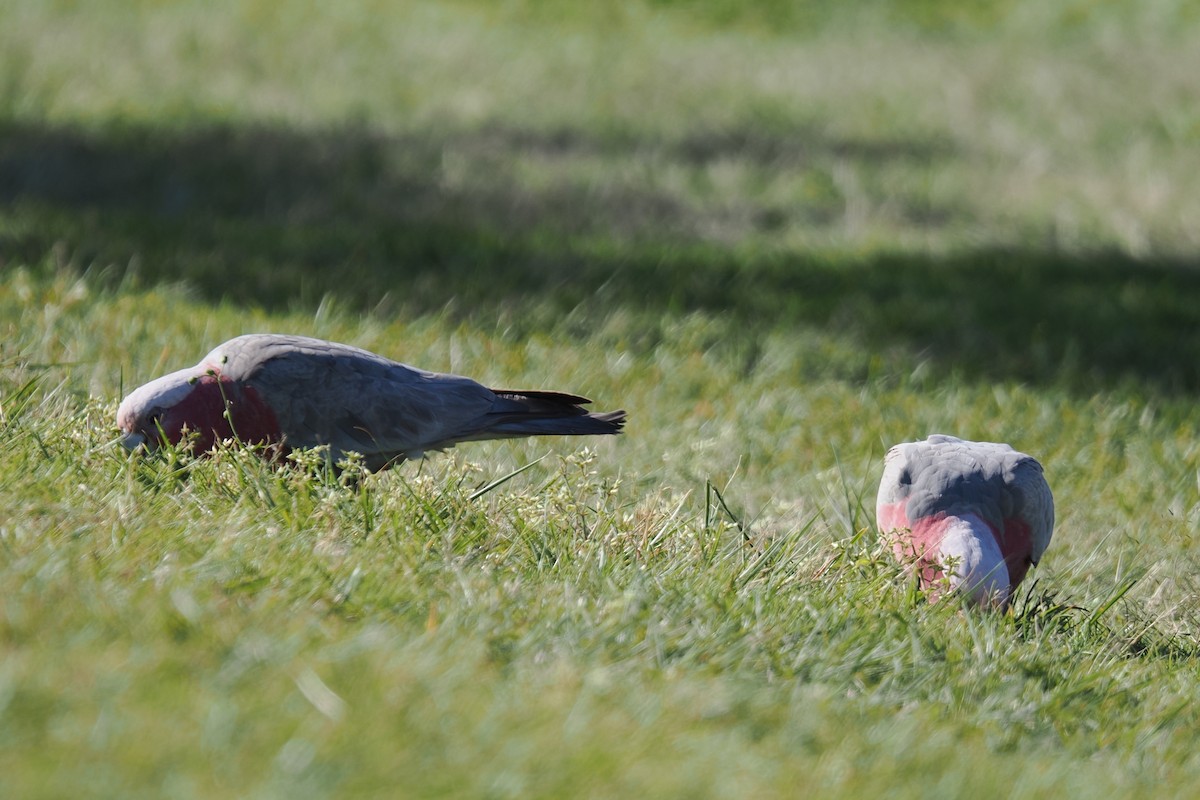 Galah - ML642047818