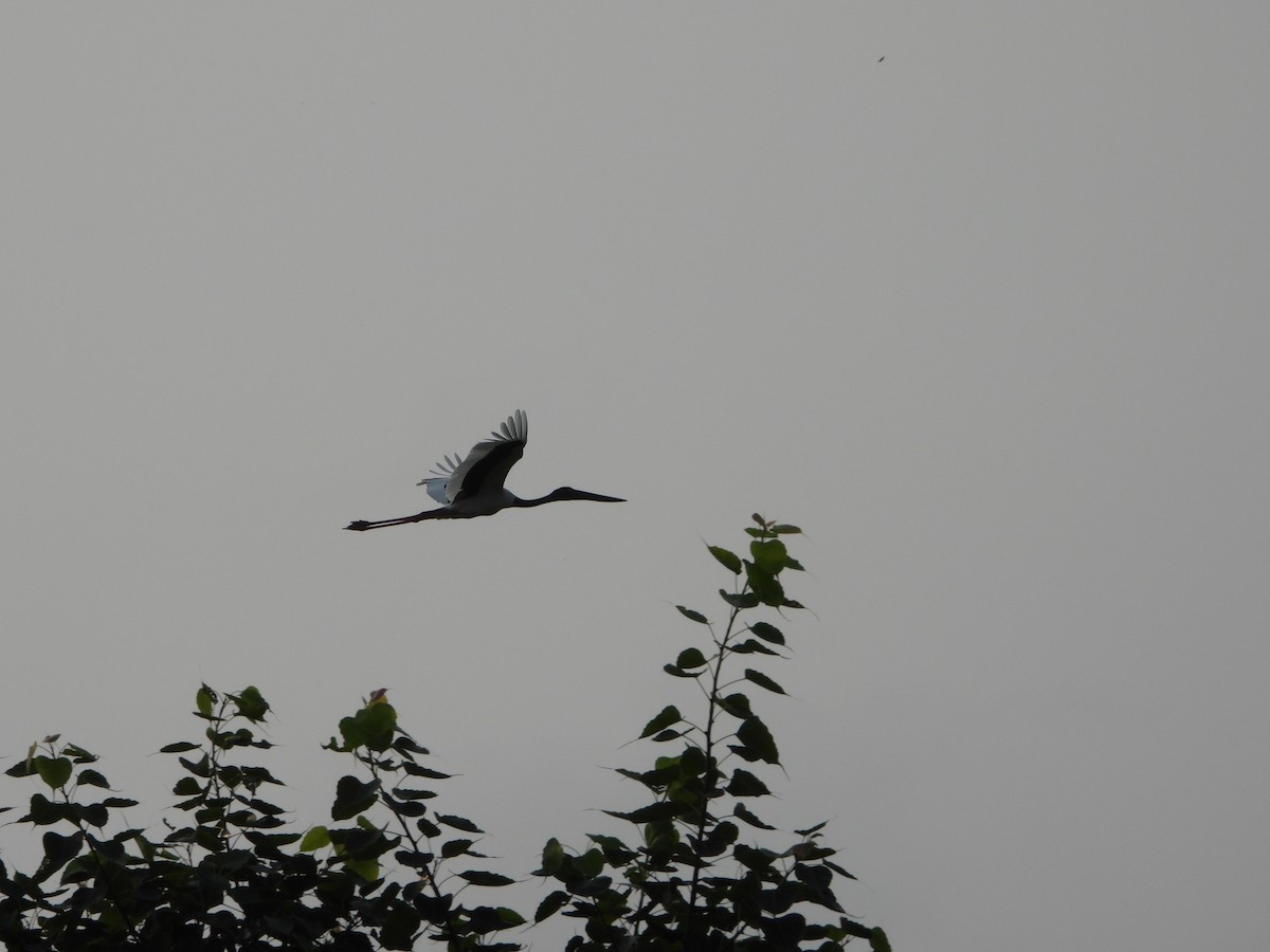 Black-necked Stork - ML642047819