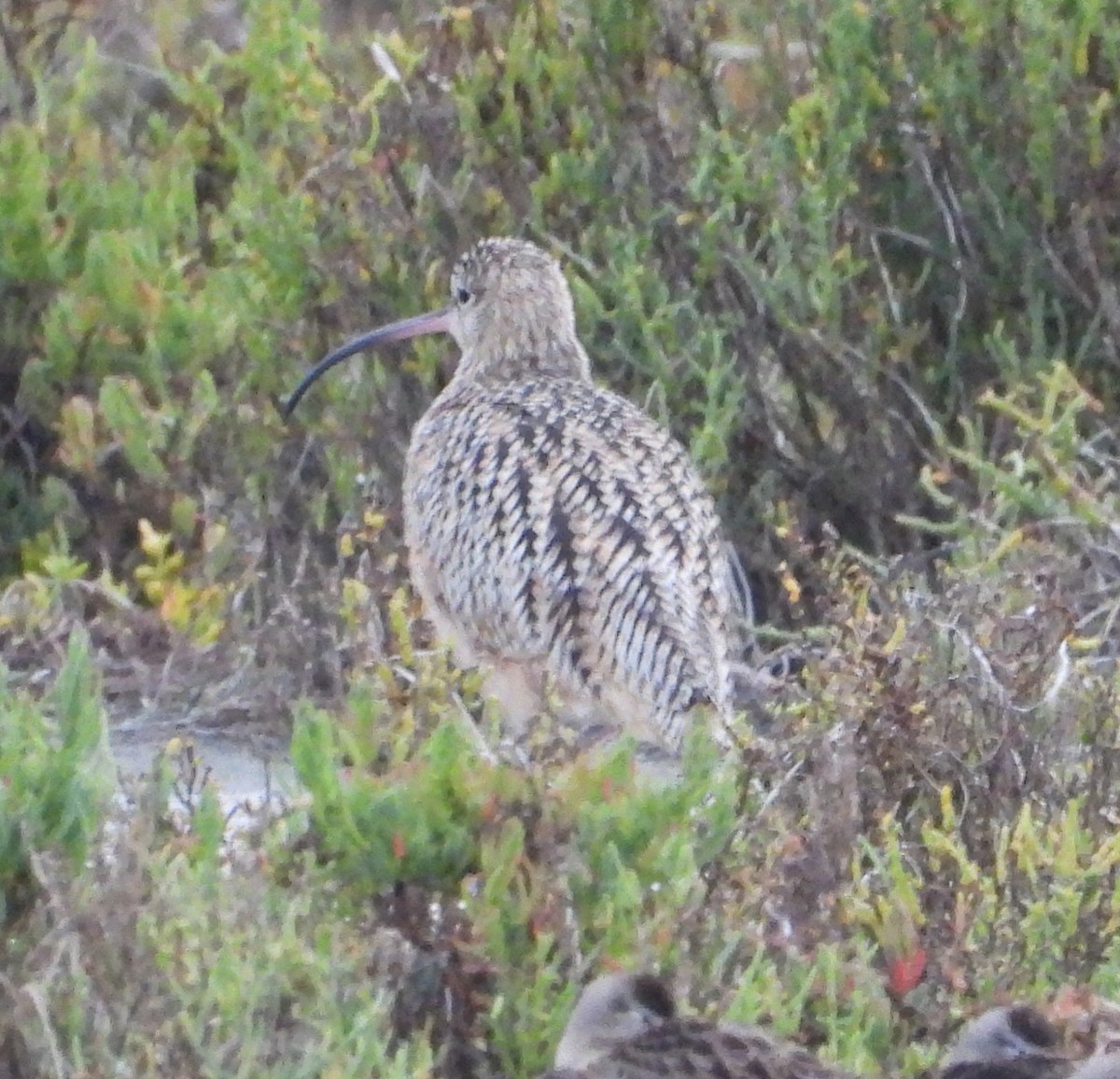Long-billed Curlew - ML642047820