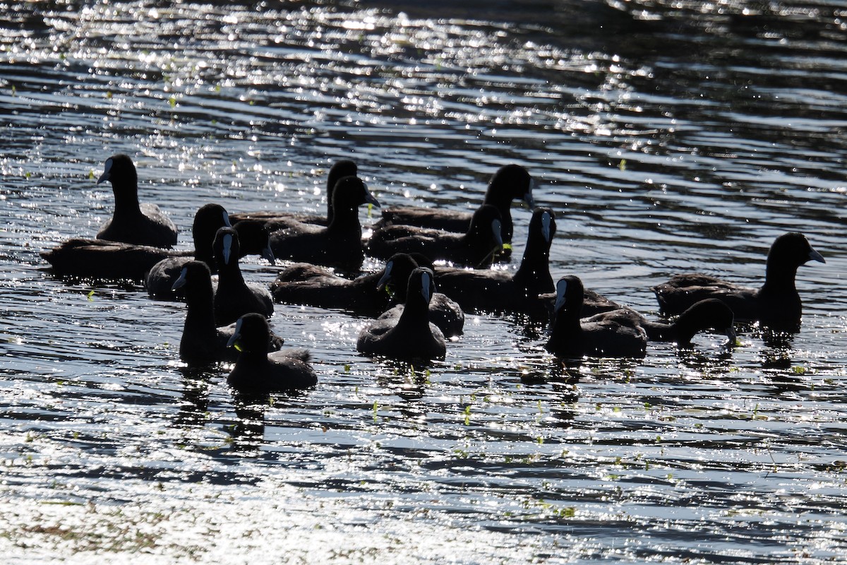 Eurasian Coot - ML642047821
