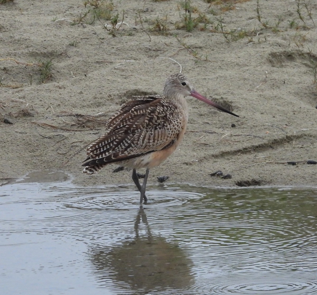Marbled Godwit - ML642047823