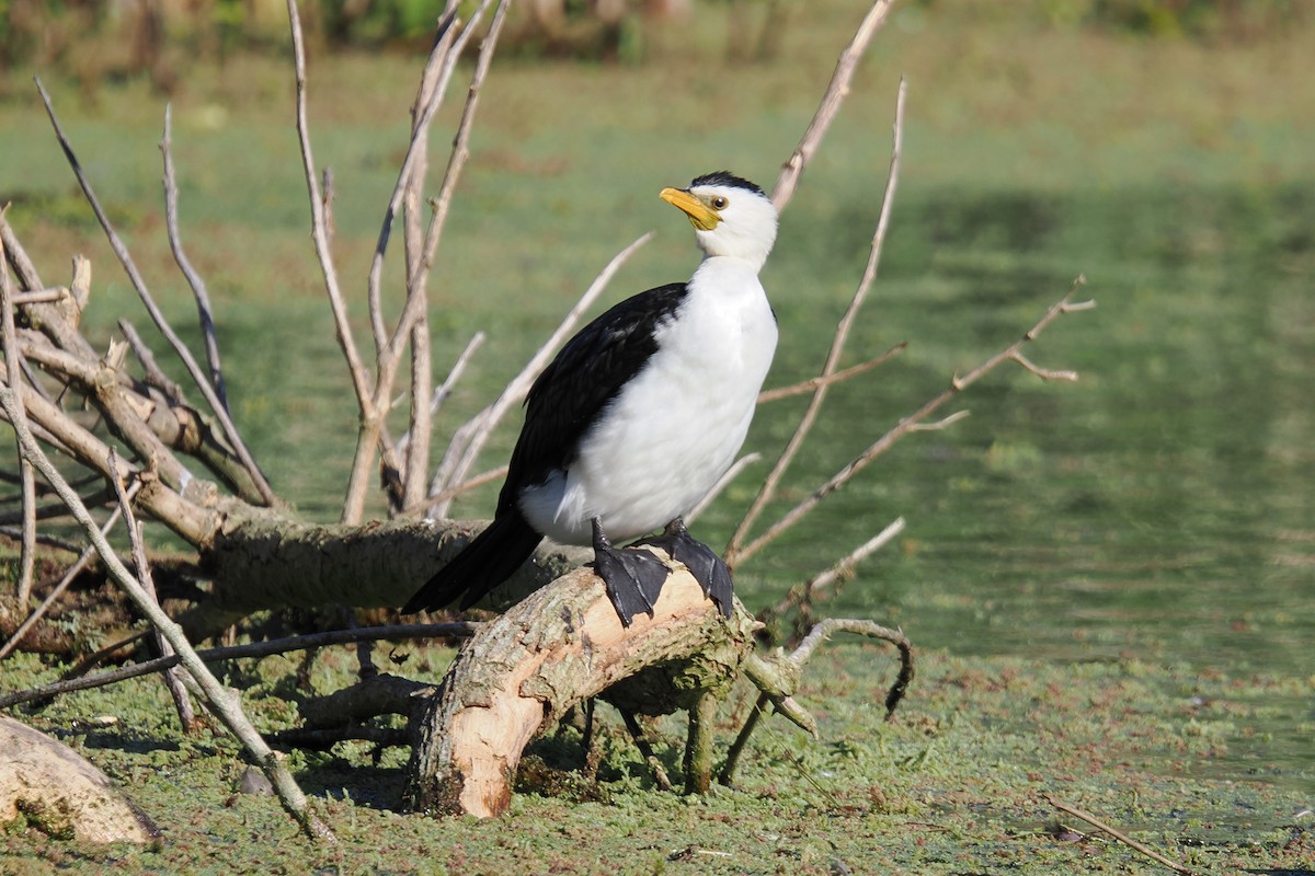 Little Pied Cormorant - ML642047826