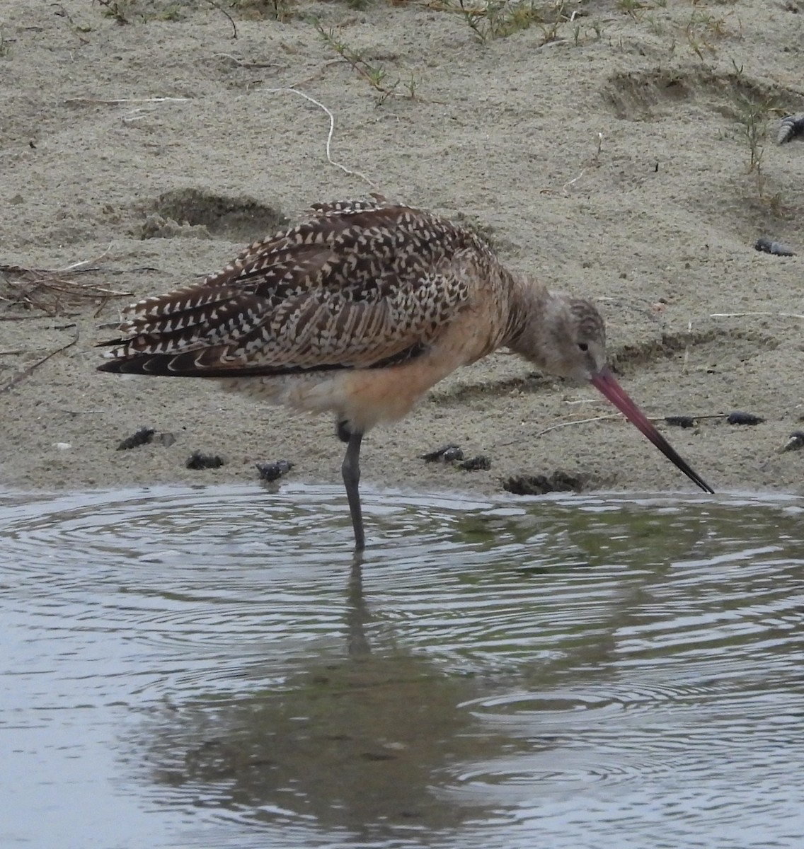 Marbled Godwit - ML642047827