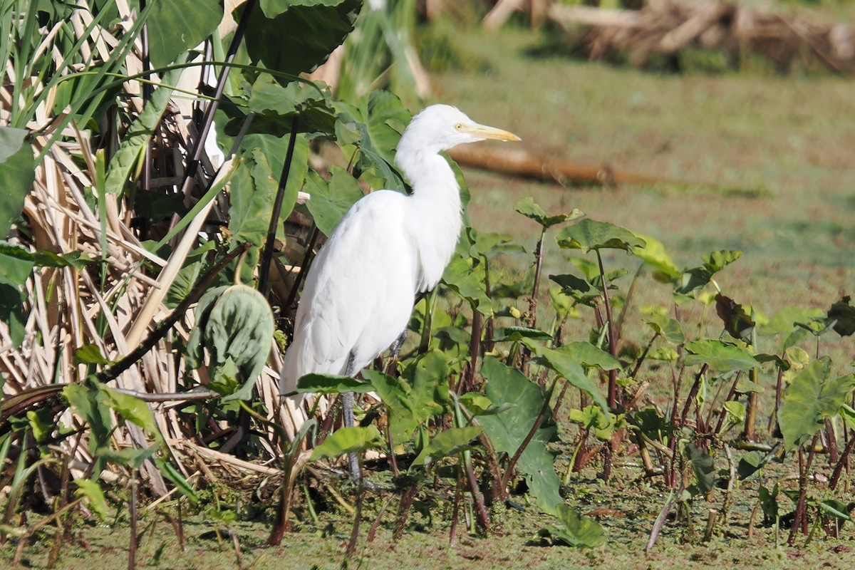 Eastern Cattle-Egret - ML642047828