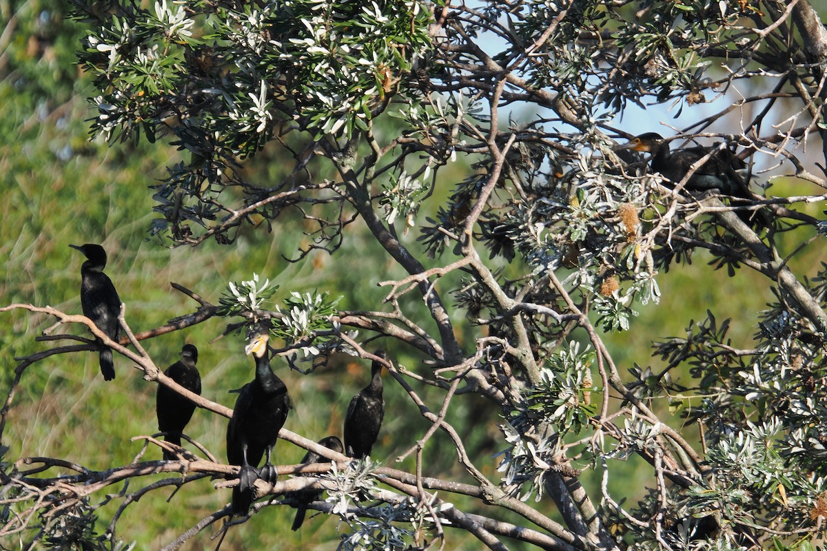 Great Cormorant - ML642047830
