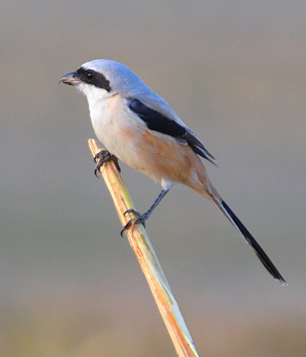 Long-tailed Shrike - ML642047831