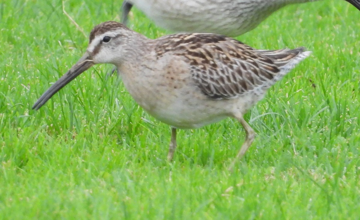 Long-billed Dowitcher - ML642047832