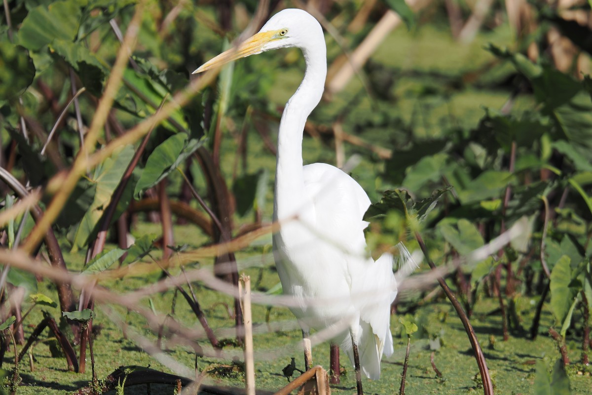 Great Egret - ML642047833