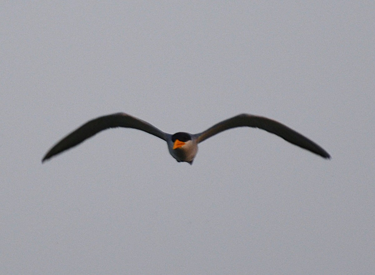 River Tern - ML642047834