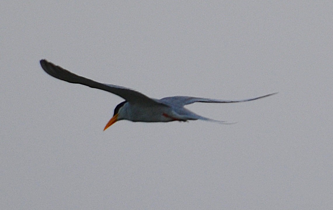 River Tern - ML642047835