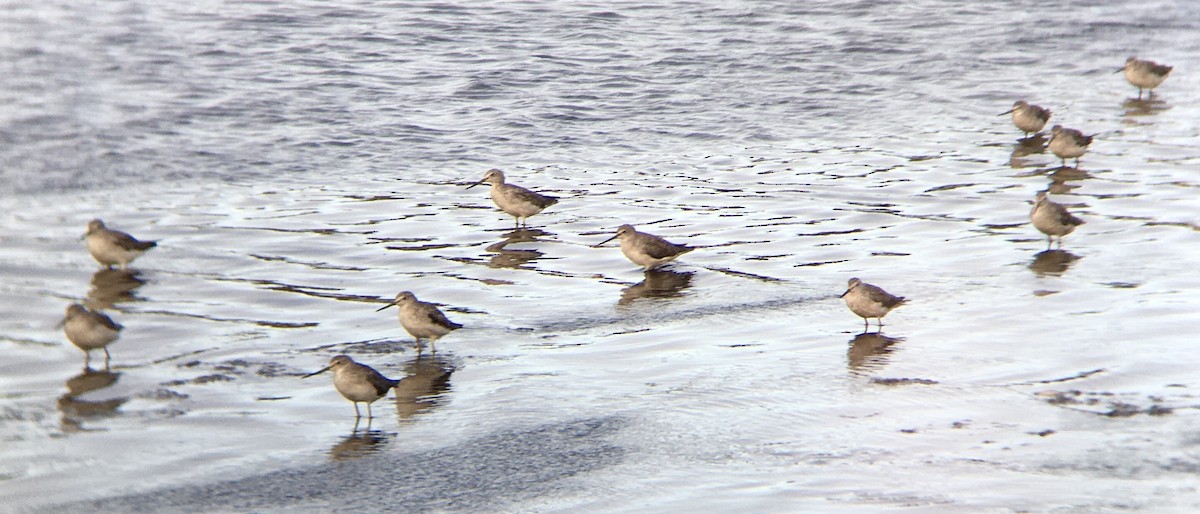 Greater Yellowlegs - ML642047836
