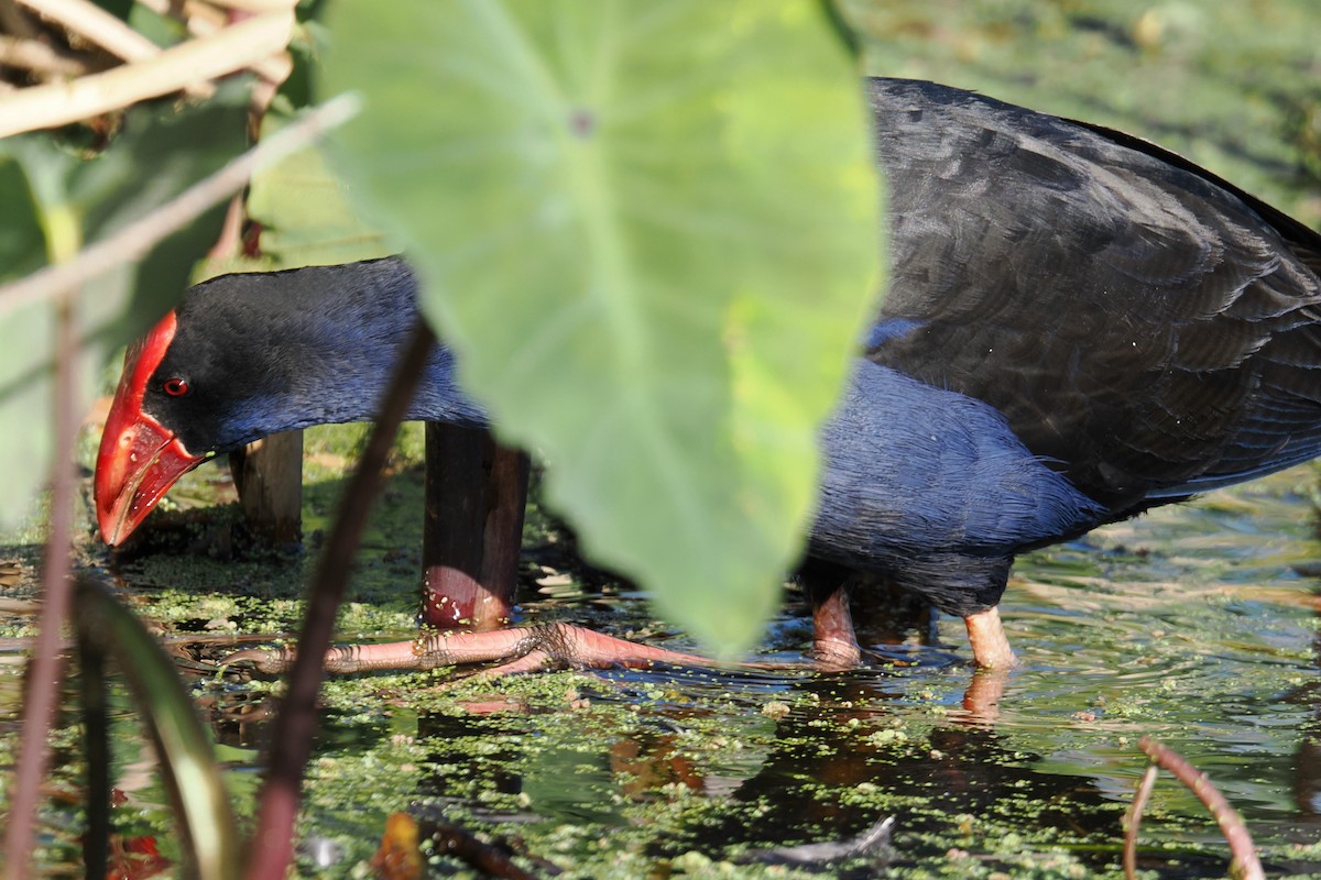 Australasian Swamphen - ML642047837