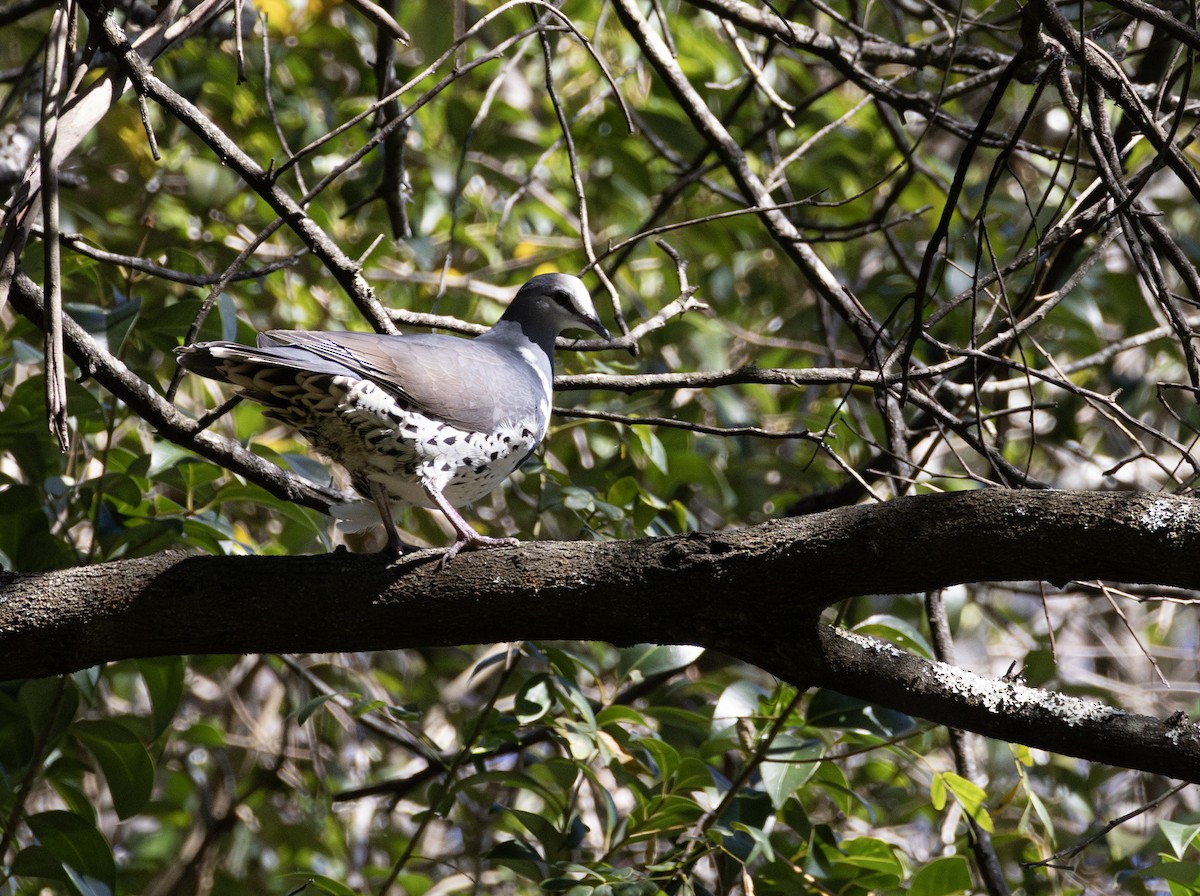 Wonga Pigeon - ML642047838