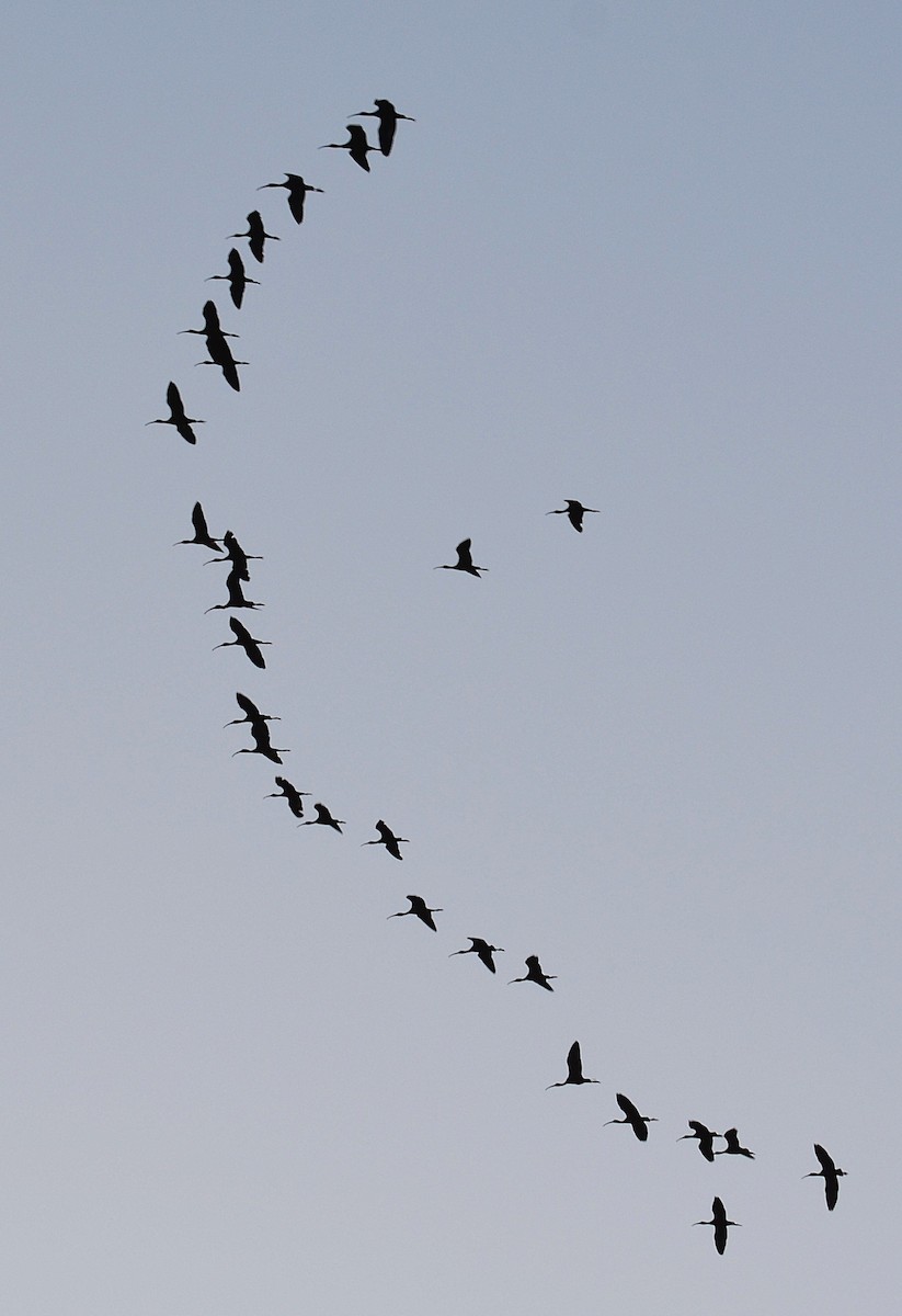 Red-naped Ibis - ML642047839