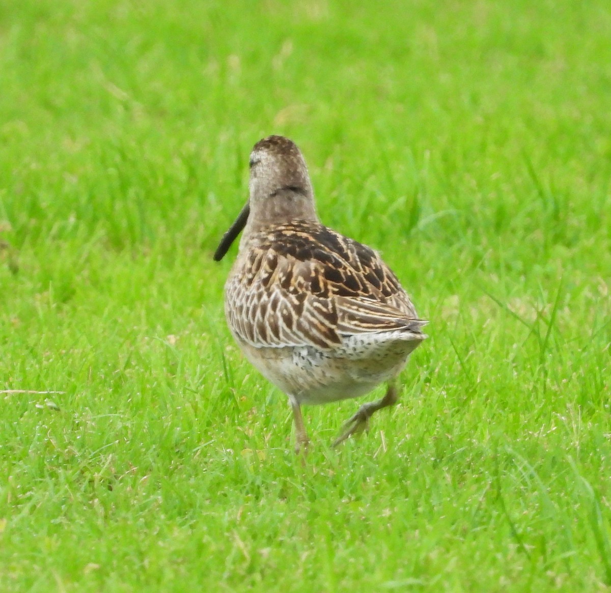 Long-billed Dowitcher - ML642047840