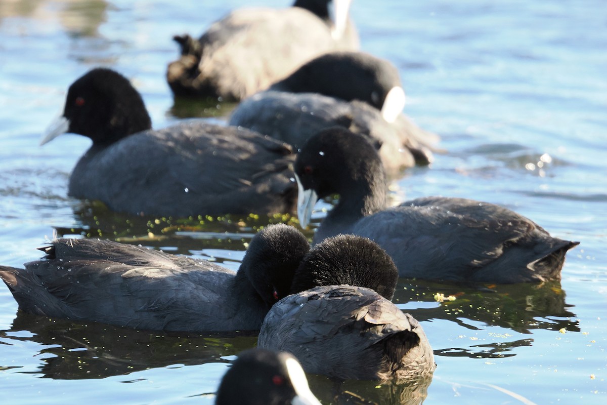 Eurasian Coot - ML642047841
