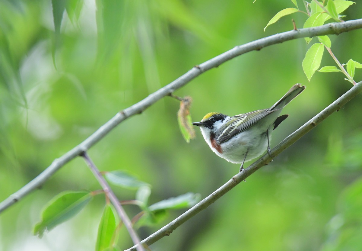 Chestnut-sided Warbler - ML642047851