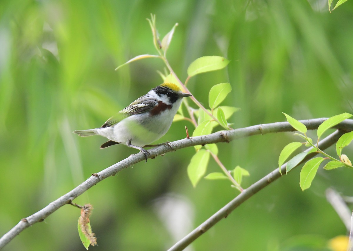 Chestnut-sided Warbler - ML642047852