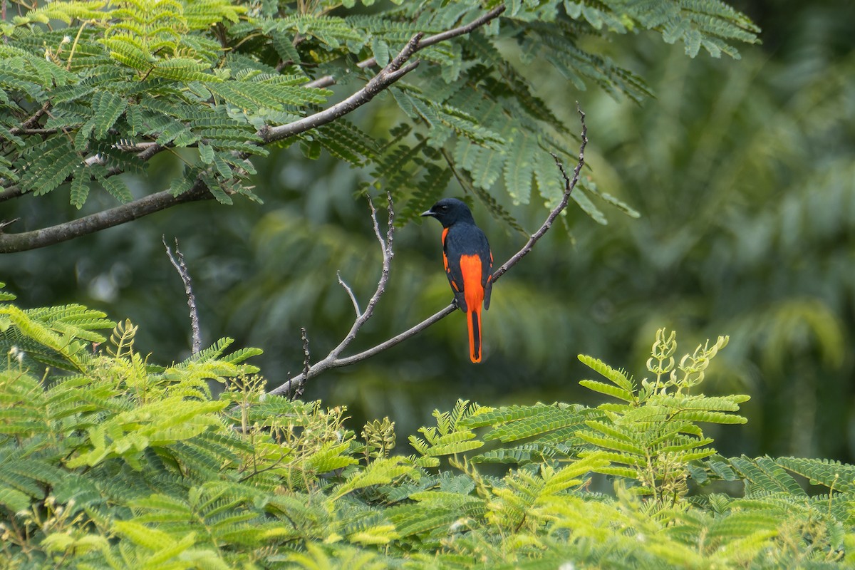 Fiery Minivet - ML642047857