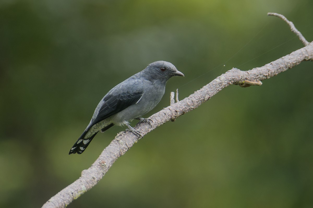 Lesser Cuckooshrike - ML642047858