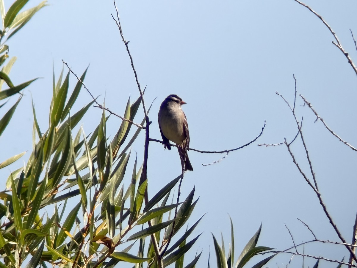 White-crowned Sparrow - ML642047860