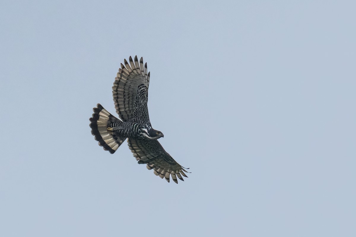Blyth's Hawk-Eagle - ML642047861
