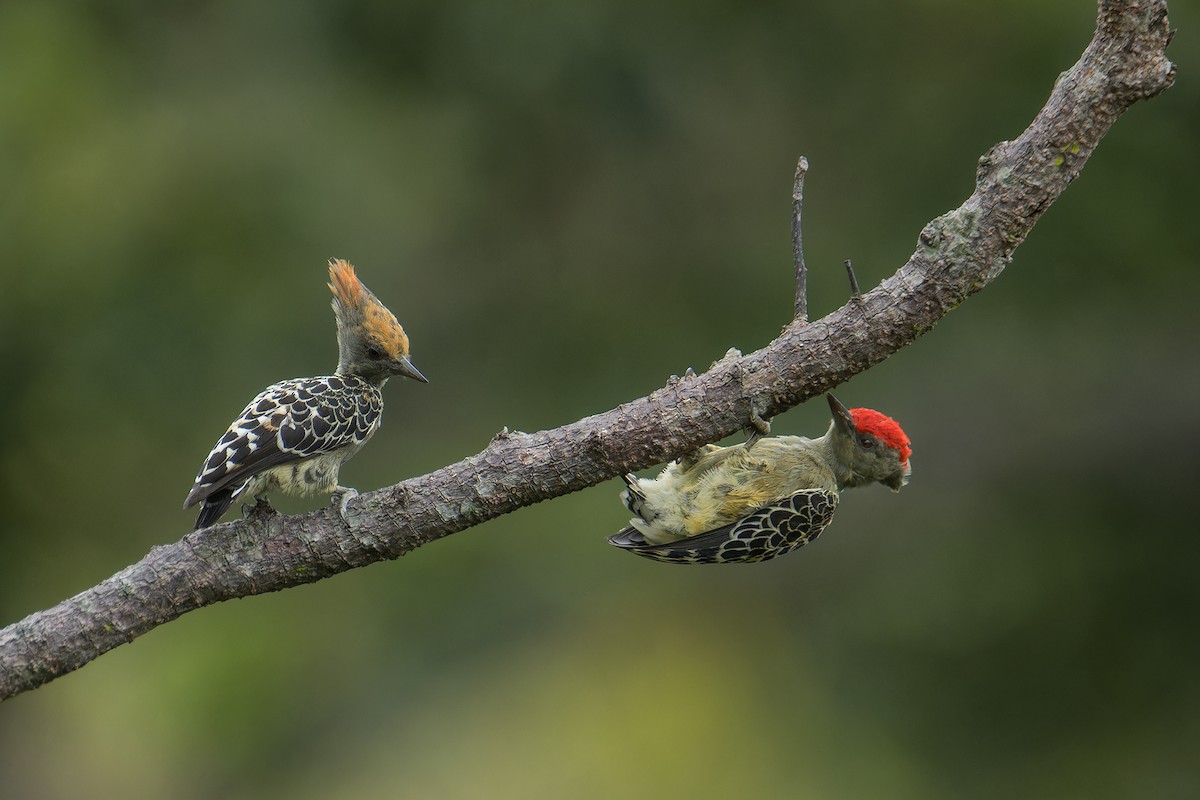 Gray-and-buff Woodpecker (Gray-and-buff) - ML642047863