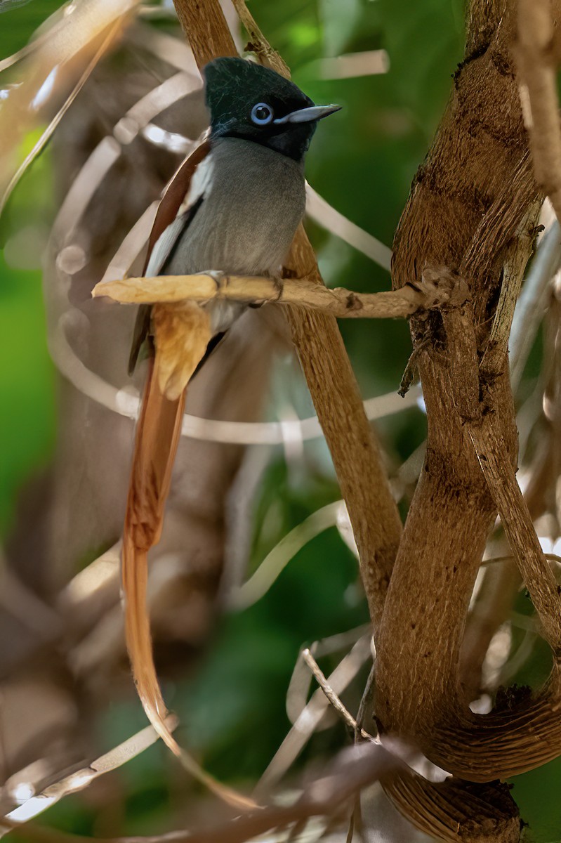 African Paradise-Flycatcher - ML642047910