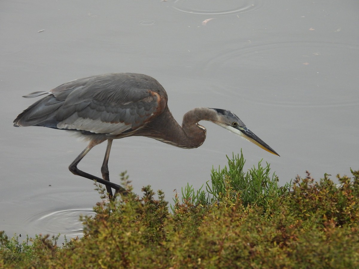 Great Blue Heron - ML642047913
