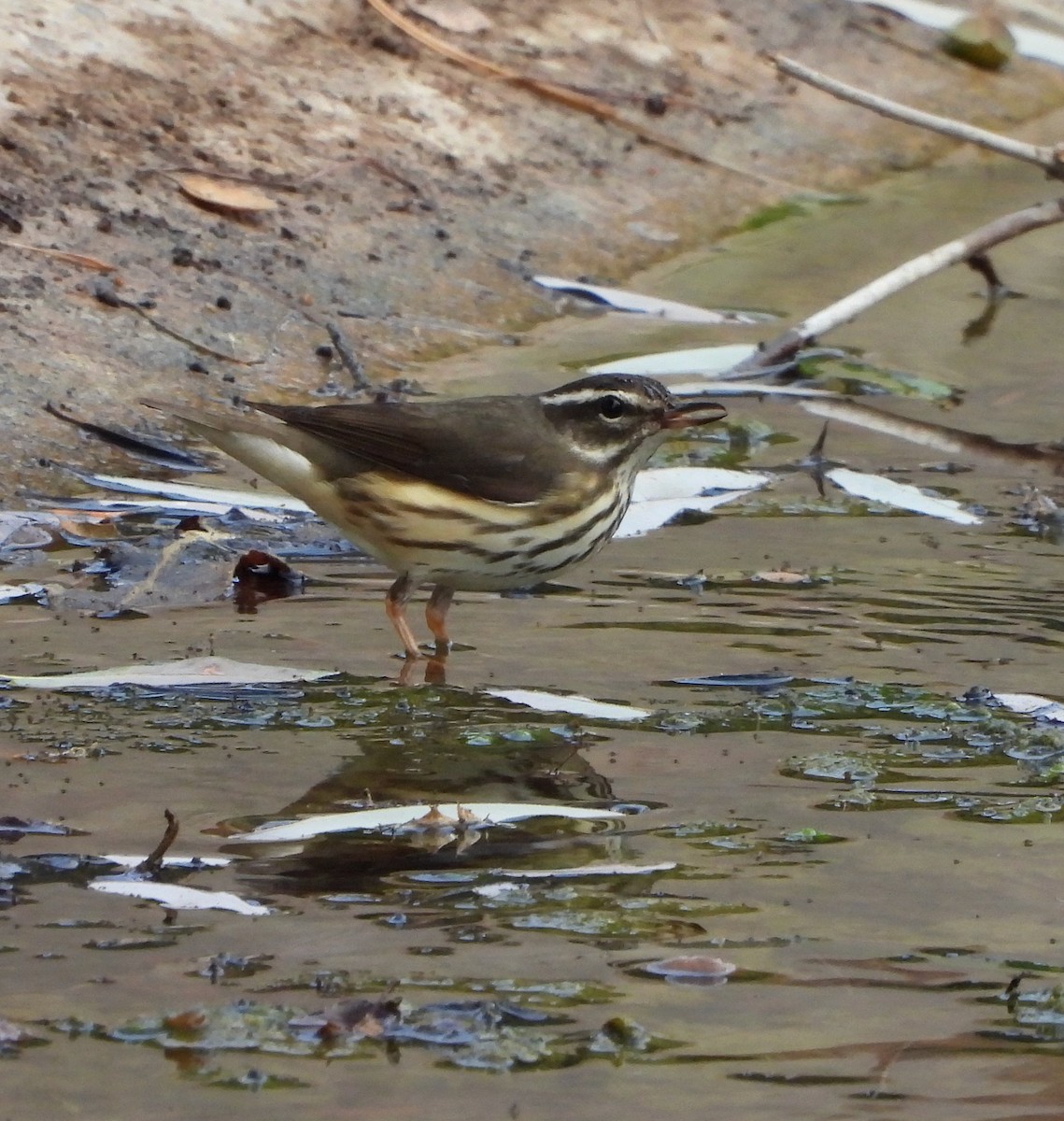 Louisiana Waterthrush - ML642047918