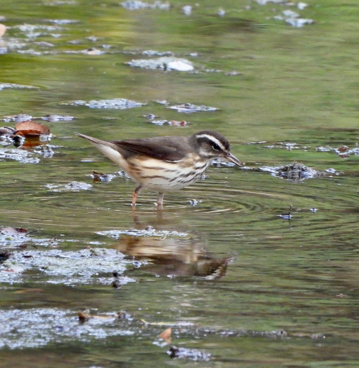Louisiana Waterthrush - ML642047919