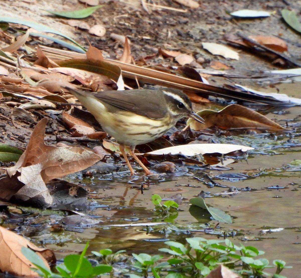 Louisiana Waterthrush - ML642047920